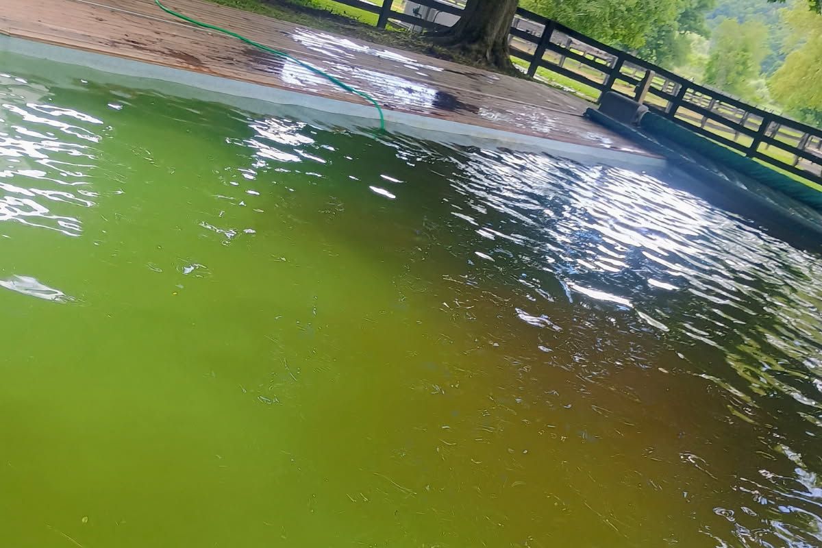 Before: Algae bloom to swim-ready in one visit — Dutchess County, 2026